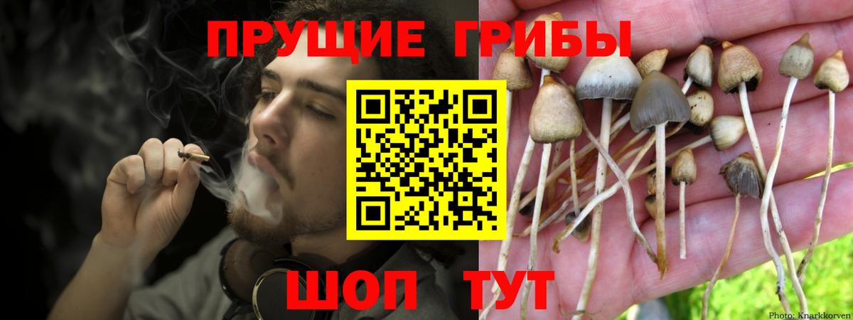 Псилоцибиновые грибы Cubensis Новоалтайск